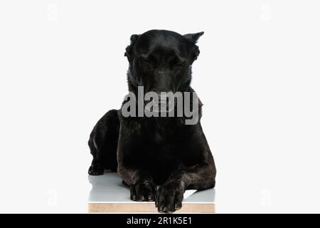Schläfriger schwarzer holländischer Hirtenhund, der mit geschlossenen Augen vor weißem Hintergrund im Studio schlief Stockfoto