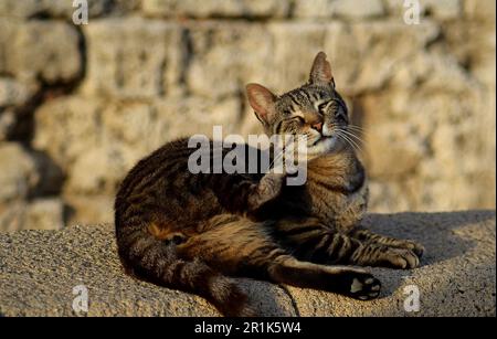 Die Katze hat die Augen geschlossen und will sich mit ihrer Pfote hinter dem Ohr kratzen. Die Katze liegt vor dem Hintergrund der Mauern einer mittelalterlichen Stadt. Stockfoto