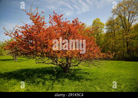 Japanischer Blumenkrabbenbaum (Malus floribunda). Royal Botanical, Gardens Arboretum. Hamilton Ontario Kanada. Stockfoto