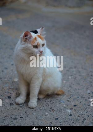 Eine dreifarbige Katze sitzt auf dem Bürgersteig, auf der Straße. Grüne Augen und wunderschönes Katzenfell. Stockfoto