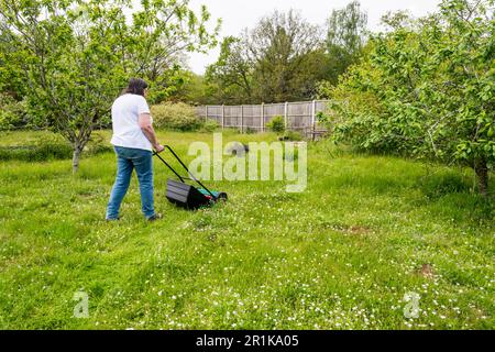 Eine Frau lässt das Gras länger wachsen und schneidet nur einen kurzen Weg durch das Gras für den nicht gemähten Mai. Lässt Wildblumen blühen und hilft Insekten. Stockfoto