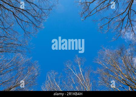 Das Baldachin von hohen Bäumen umrahmt einen klaren blauen Himmel Stockfoto