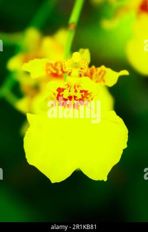 Wunderschöne Orchideenblume aus Kandyan mit verschwommenem Hintergrund. Oncidium sphacelatum Orchideenblüte isoliert Stockfoto