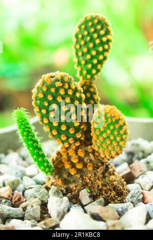 Wunderschöne Kaktuspflanze mit Hasenohren und verschwommenem Hintergrund. Opuntia microdasys Kaktuspflanze isoliert Stockfoto