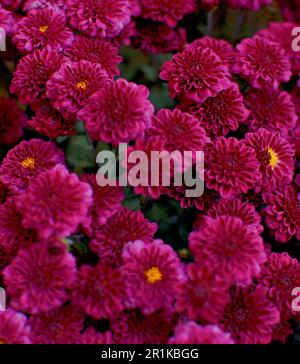 Burgunder Chrysanthemum-Nahaufnahme. Gelbe Pistillen und dunkelgrünes Laub Stockfoto