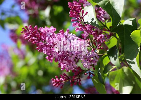 Fliederblumen auf einem Busch. Frühlingsblüte und grüne Blätter an sonnigen Tagen Stockfoto