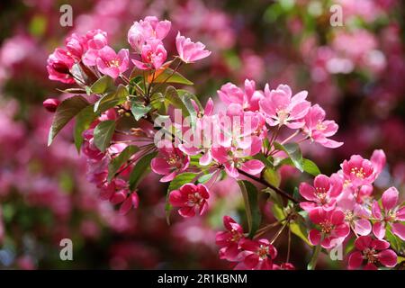 Apfelblüte auf einem Ast im Frühlingsgarten. Rosa Blumen mit grünen Blättern Stockfoto