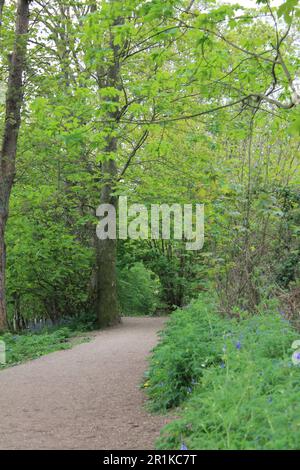 Ein Waldweg mit Bäumen und Bluebells an einem frühen Frühlingstag in Brayton Barff, Barff Lane, Brayton, Selby, North Yorkshire Stockfoto