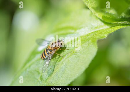 Bunt gefärbter Hoverfly, der im späten Frühling auf rotem Campion-Blatt ruht. Möglicherweise weibliche Epistrophe grossulariae, E. melanostoma oder Syrphus sp Stockfoto