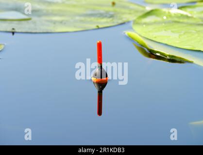 Fischfang treiben zwischen den Blättern von Seerosen. Angelangriff mit einem Bobber im Waldsee im Dnieper-Delta. Dnieper River, Region Kherson, U Stockfoto