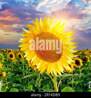 Nahaufnahme einer reifen Sonnenblume vor dem Abendhimmel und Sonnenblumenfeld bei Sonnenuntergang in der Ukraine Stockfoto