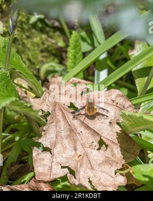 Flauschig-orangefarbene Bienenfliege / Bombylius Major ruht auf Blättern in der Sonne. Bienenfliegen sind eine parasitäre Spezies und stechen nicht wie Bienen. Stockfoto