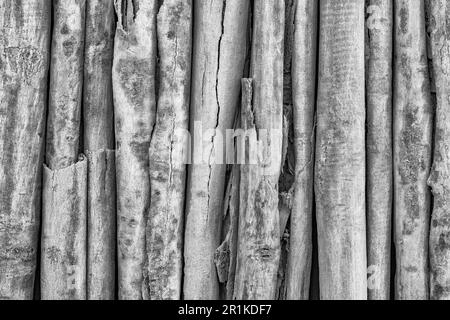 Schwarzweißbild von gewelltem oder gerolltem Zimt/Rinde von Zimt Verum aus dem Gewürzbaum in Sri Lanka/Ceylon. Hat viele gesundheitliche Vorteile. Stockfoto