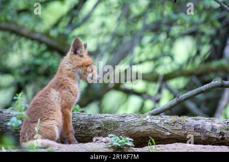 Kurioses Set aus Rotfuchsen (Vulpes vulpes), das neben einem Baumstamm in der Nähe der Höhle liegt und die Umgebung, die Überreste eines Hirschbeins an seinen Pfoten beobachtet Stockfoto
