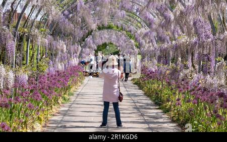 Frau fotografiert den Wisteria Walk im RHS Wisley Garden, Großbritannien. Lila Alliumblüten auf hohen Stämmen growi unter lila Wisteria in einem Wisteria-Tunnel. Stockfoto