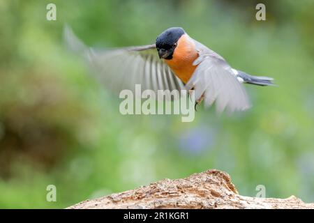 Männlicher Eurasian Bullfinch (Pyrrhula pyrrhula) im Flug, Landung auf einer Niederlassung – Yorkshire, Großbritannien (Mai 2023) Stockfoto