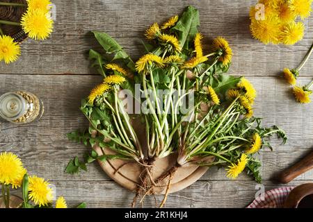 Ganze frische Löwenzahn-Pflanzen mit Blumen und Wurzeln auf einem Tisch, Draufsicht Stockfoto