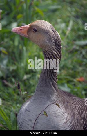 Graufußgans im Gras. Einheimische Wildgänse aus Großbritannien und Europa. Stockfoto