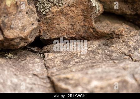 Eine Nahaufnahme eines Cryptoblepharus unter einigen Felsen Stockfoto