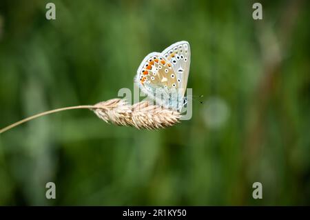Blauer Schmetterling, der auf einem getrockneten Grasstiel ruht Stockfoto