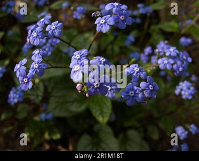 Blau vergessen Sie mich nicht Blumen, die auf grünem Hintergrund blühen (vergessen Sie mich, Myosotis sylvatica, Myosotis scorpioides). Frühlingsblütenhintergrund. Nahaufnahme Stockfoto