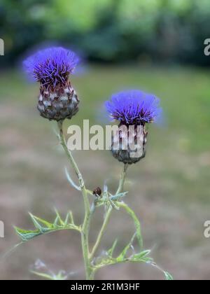 Wunderschöne blühende Artischockendistel oder Kardonen, die im Freien wachsen Stockfoto