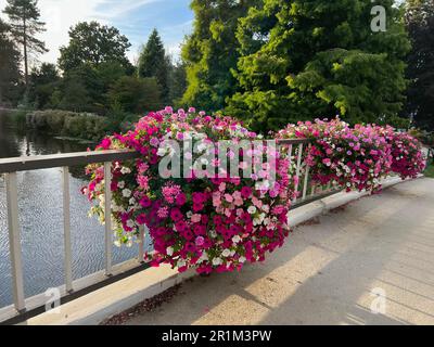 Blick auf wunderschöne Blumen auf der Brücke über dem Wasser Stockfoto