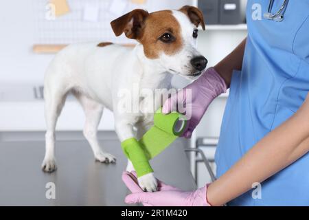 Tierarzt, der Verband an der Hundepfote anlegt, am Tisch in der Klinik, Nahaufnahme Stockfoto