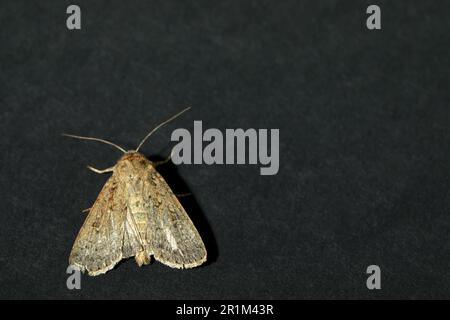 Paradrina-Clavipalpis-Motte auf schwarzem Hintergrund, Draufsicht. Platz für Text Stockfoto