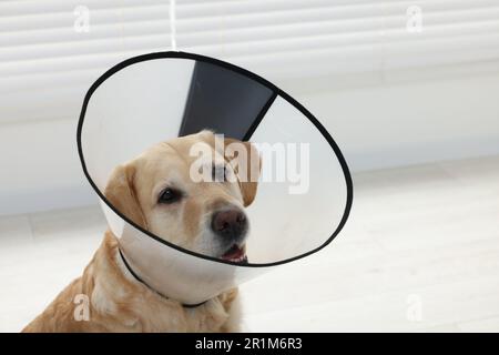 Sad Labrador Retriever mit Schutzkragen im Innenbereich Stockfoto