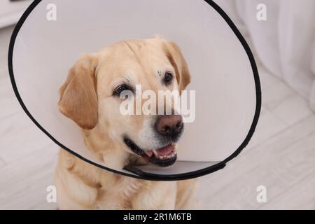 Süßer Labrador Retriever mit schützendem Kragen im Innenbereich Stockfoto