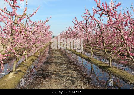 Pfirsichplantage - Kalifornien Stockfoto