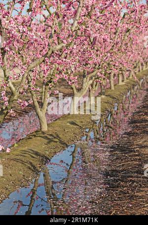 Pfirsich-Obstgarten vertikal - Kalifornien Stockfoto