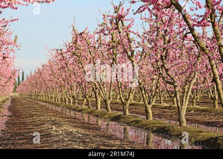 Pfirsichplantagen blühen - Kalifornien Stockfoto