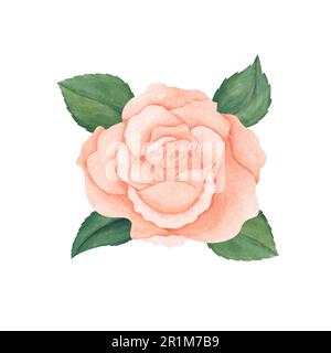Aquarell rosa Pfirsichrosen und grüne Blätter. Handgezeichnete Illustration für Grußkarten oder Hochzeitseinladungen auf isoliertem Hintergrund. Stockfoto
