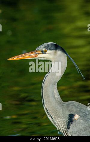 Der Reiher wartet in einem Teich. Stockfoto