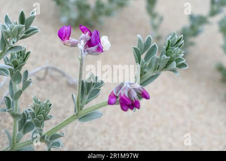 Violette und weiße Erbsen blühen am Sandstrand. Stockfoto