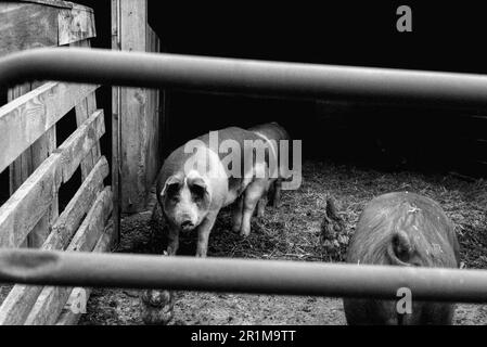 Coppal House Farm - Lee, New Hampshire - 2023. April. Ein großes Schwein starrt in einem gut gepflegten Stift in die Kamera, umgeben von einem Holz- und Metallzaun auf einem Stockfoto