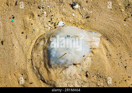 Am Strand Israels wurde eine kastanienförmige Qualle angespült Stockfoto