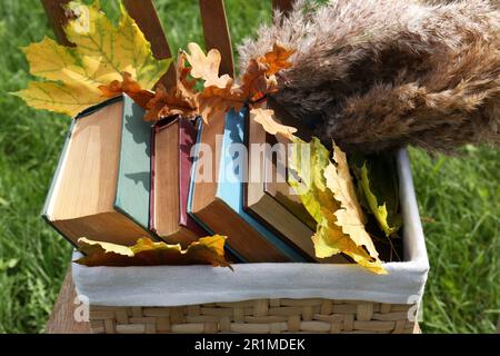 Verschiedene Bücher und Ahornblätter im Korb draußen, geschlossen. Herbstatmosphäre Stockfoto