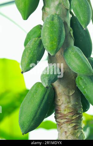 Unreife Papaya-Früchte wachsen auf Bäumen im Freien, Nahaufnahme Stockfoto