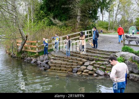 REDMOND, WA, USA – 2. APRIL 2023: Hundepark im Marymoor Park, vielfältige Menschen und Hunde am Ufer des Sammamish River Stockfoto