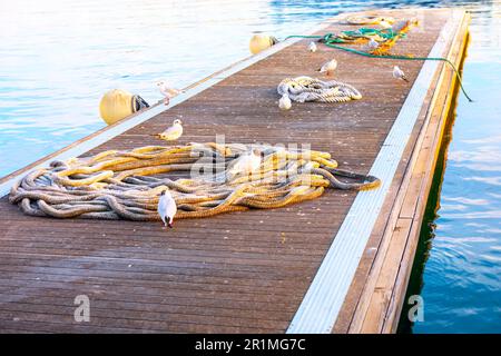 Hafen mit nautischen Seilen. Möwen auf dem Pier Stockfoto