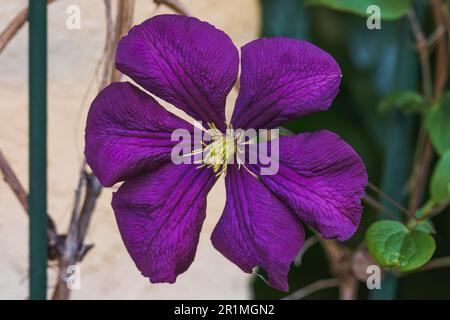 Dunkelviolett-blaue Clematis Blüten aus der Nähe im Garten. Clematis, der Präsident, Nahaufnahme. Stockfoto