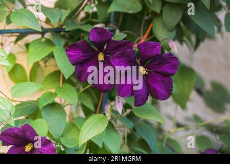 Dunkelviolett-blaue Clematis Blüten aus der Nähe im Garten. Clematis, der Präsident, Nahaufnahme. Stockfoto