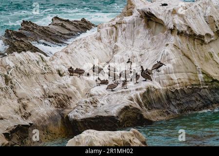 Felsige Klippen im Ozean und eine Schar brauner Pelikane an einem bedeckten Tag in Kalifornien Stockfoto