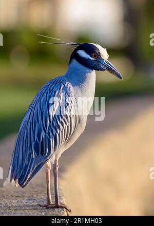 Ein gelber Nachtreiher, hoch oben auf einer Ufermauer. Stockfoto