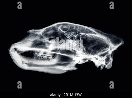 American Black Bear (Ursus americanus) Schädel, Seitenansicht Stockfoto