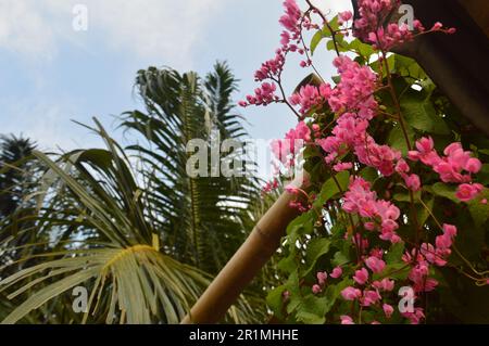 Selektiver Fokus, Brautstränen Zierpflanze oder Korallenrebe mit dem lateinischen Namen Antigonon leptopus, rosa Reben. Stockfoto