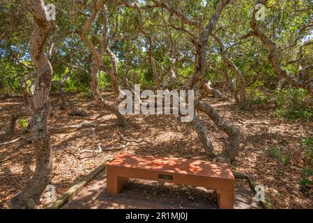Der Elfinwald in Los Osos, Kalifornien. Stockfoto